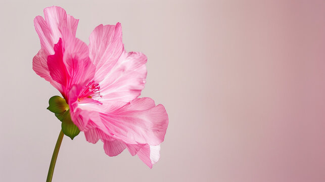 pink flower on plain background