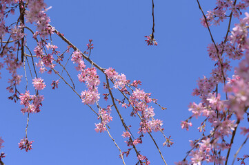 cherry blossom in Baltimore 