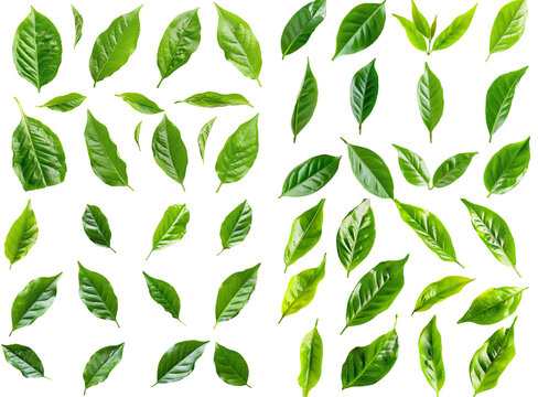 Tea leaves collection on transparent background