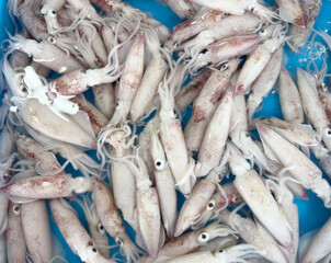 fresh white raw squid full of black ink on a tray for sale at a traditional asian fish market located in thailand