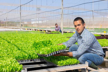 Man greenhouse worker placing tray with lettuce sprouts on rack.