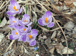 Crocus