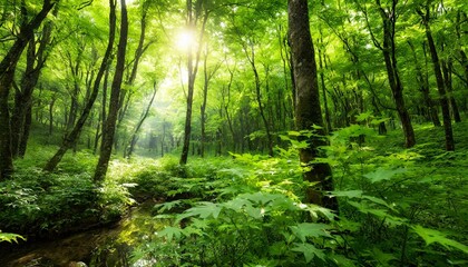 Fototapeta na wymiar 自然豊かな緑あふれる森の中に太陽光　森林浴の画像
