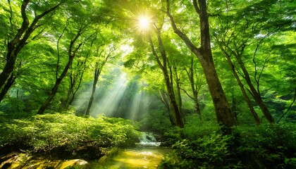 Naklejka premium 自然豊かな緑あふれる森の中に太陽光 森林浴の画像