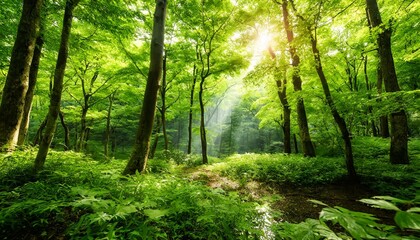 Fototapeta na wymiar 自然豊かな緑あふれる森の中に太陽光　森林浴の画像