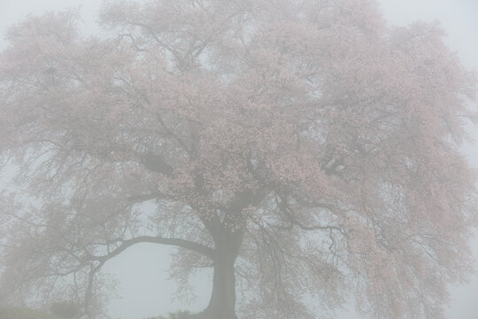 妖艶　ワニ塚の桜