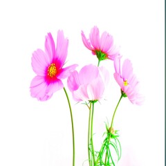 Obraz na płótnie Canvas Pink flowers isolated Pink flowers 