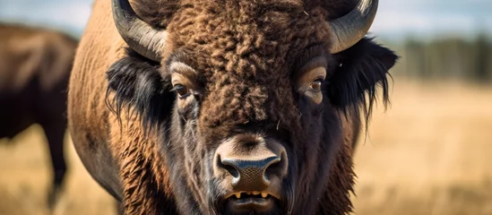 Foto op Plexiglas A bison, a member of the cowgoat family, stands in a field gazing at the camera. This terrestrial animal has a snout, horns, and a fur coat © TheWaterMeloonProjec