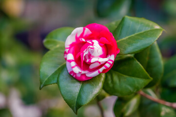 Close up on vibrant pink and white speckled spotted camellia flowers on a green bush, at a Japanese...