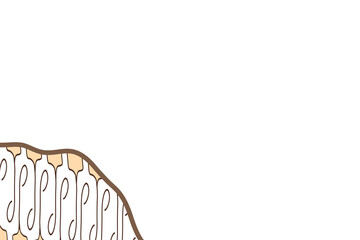 Javanese batik motifs illustration