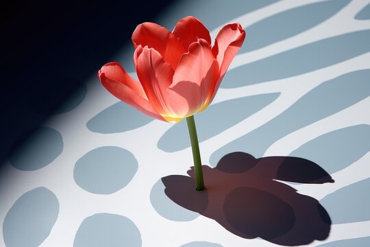 Soft focus on a single tulip with a heart-shaped shadow.