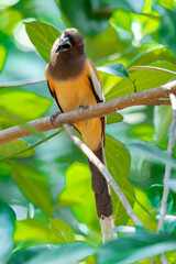 Indian Treepie