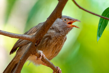 Yellow billed babbler