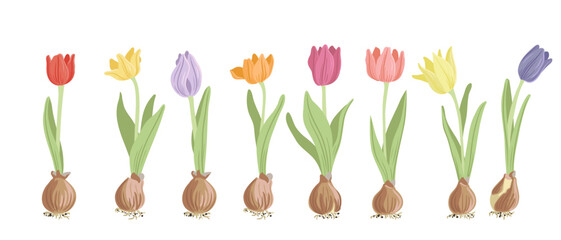 tulips of different colors, spring flowers with bulbs, vector drawing wild plants at white background, floral elements, hand drawn botanical illustration