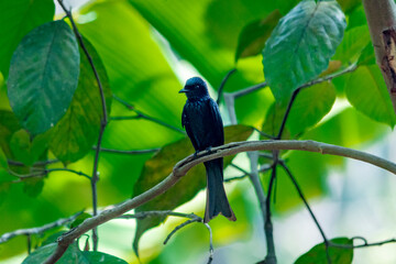 Black Drongo