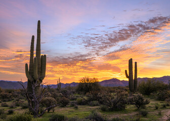 saguaro cactus at sunrise in Arizona.