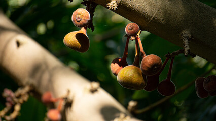 close up of indian figs