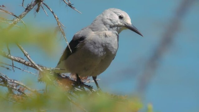 Clark's nutcracker sitting on a pine tree branch against blue sky background. Close up, slow motion. 
