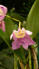 pink and white orchid