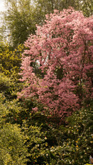 pink tree folliage