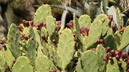 cactus with prickly pearl 