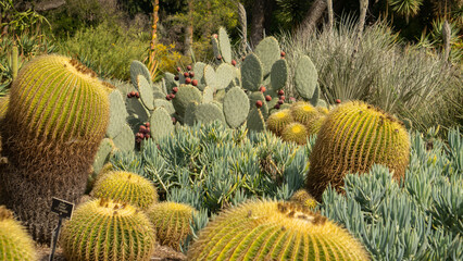 cactus in the garden