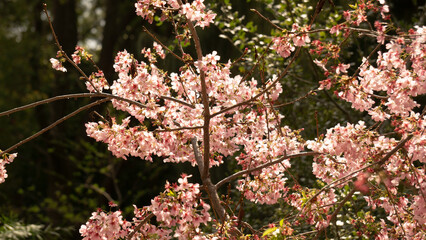 pink and white flowers