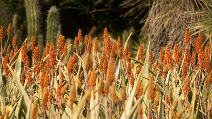 aloe flower