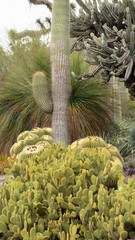 cactus in the garden