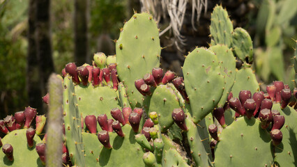 cactus in bloom