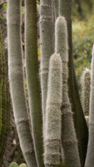 close up of cactus