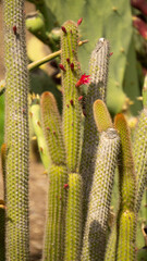 cactus with red flower