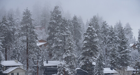 winter in the forest