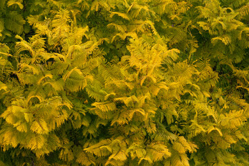 yellow foliage