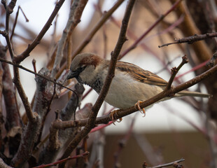 sparrow on branch