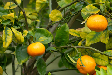 oranges on tree