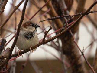 sparrow on a branch