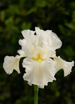 white and yellow flower iris germanica immortality