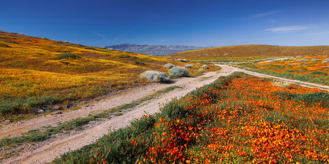 Winding path through scenic wildflower meadow at Antelope valley in California, 2023 super bloom