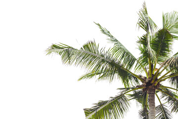 Palm tree part isolated on white background, vibrant green fronds of coconut tree, natural palm...