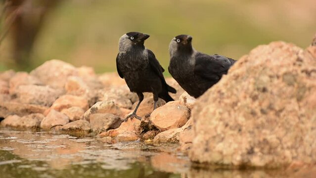 The western jackdaw, Coloeus monedula, drinking water in a pond.
