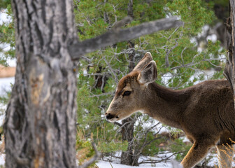 Deer in the Grand Canyon National park