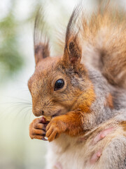 The squirrel with nut sits on a branches in the spring or summer.