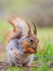 Squirrel eats a nut while sitting in green grass. Eurasian red squirrel, Sciurus vulgaris