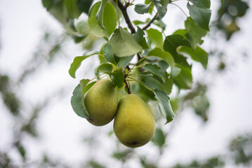 Large ripe varietal pears are ripe on the garden plot. Fruit.