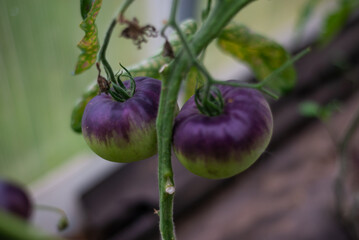 Large unusual varietal purple tomatoes ripen on a branch in a greenhouse. Vegetables. Growing vegetables.