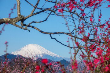 新春の梅と富士山 神奈川のお花見