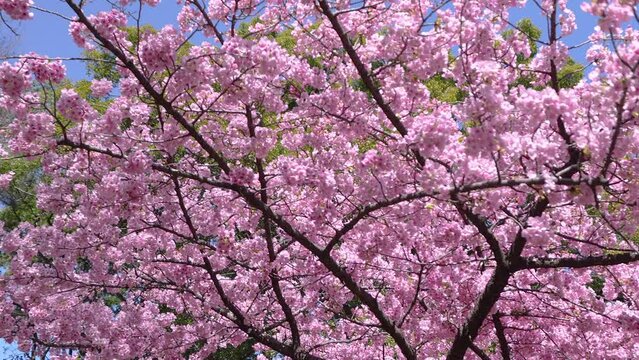 A video of pink kawazu cherry tree blossom branches swaying wildly in the wind. SLOW MOTION