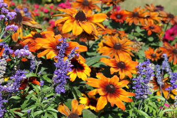 flowers in the garden