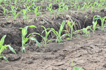 Corn plants in seedling, generative and vegetative stages on a large agricultural field in the countryside during summer